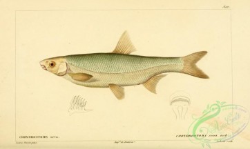 fishes-05578 - chondrostoma seva