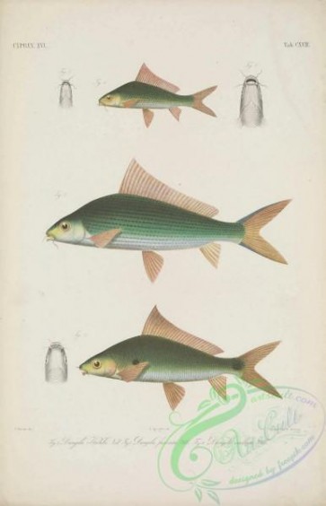 fishes-06532 - 016-dangila kuhlii, dangila fasciata, dangila ocellata