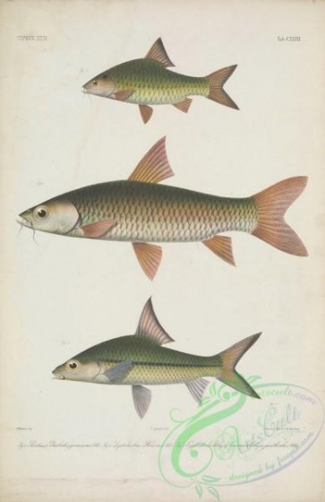 fishes-06547 - 031-puntius (barbodes) goniosoma, Hoven'S Carp, leptobarbus hoevenii, cyclocheilichthys (anematichthys) janthochir
