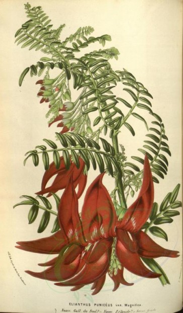 flowers-11482 - clianthus puniceus magnifica [2190x3751]