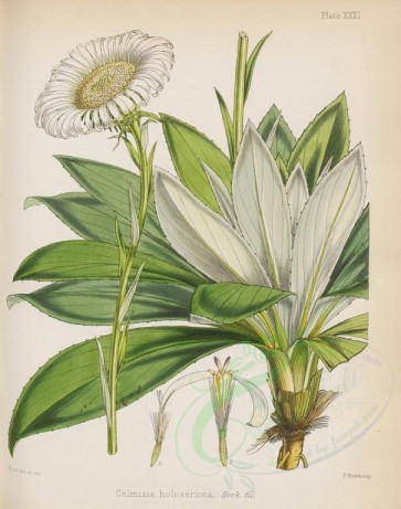 flowers-16655 - celmisia holosericea [2692x3417]