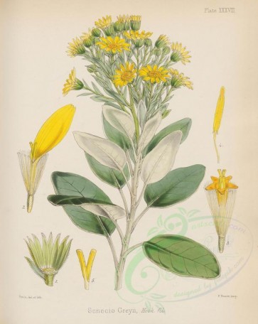 flowers-16661 - senecio greyii [2642x3319]