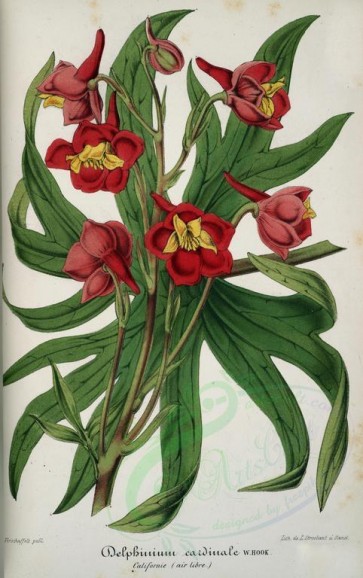 flowers-24424 - delphinium cardinale [4222x6722]