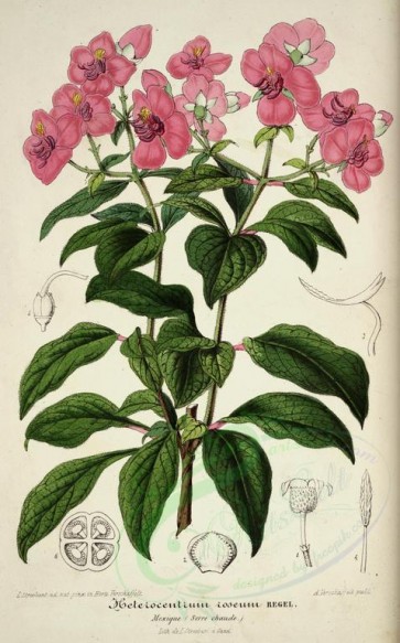 flowers-24430 - heterocentrum roseum [3899x6259]