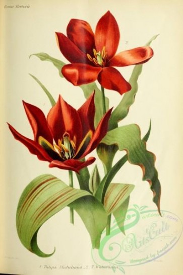 flowers-29052 - tulipa micheliana, tulipa watsoniana [3303x4979]