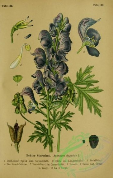 flowers-31979 - aconitum napellus [2220x3494]