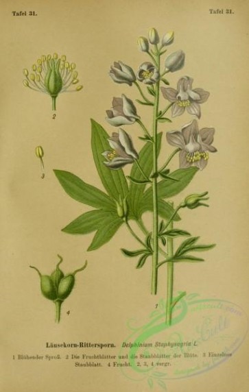 flowers-32020 - delphinium staphysagria [2220x3494]