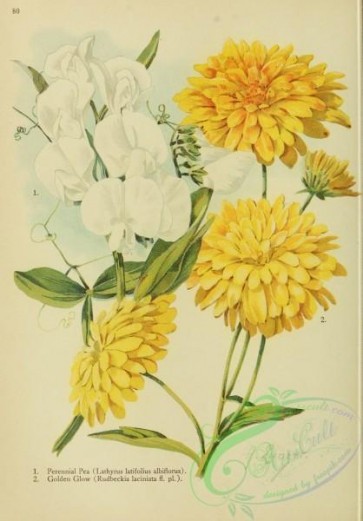 flowers-32285 - Perennial Pea, lathyrus latifolius albiflorus, Golden Glow, rudbeckia laciniata flore pleno [1998x2862]