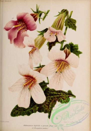 flowers-34110 - 013-rehmannia angulata