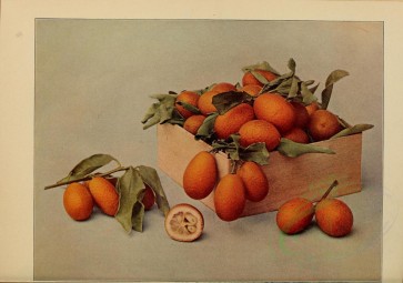 fruits-01856 - Kumquat [4640x3262]