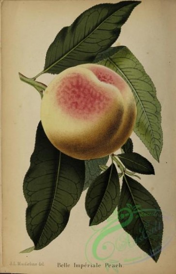 fruits-05484 - 002-Peach