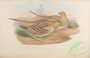 game_birds-00536 - Spotted Sand-Grouse