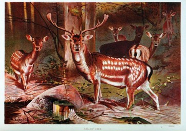 hoofed-00059 - Fallow Deer [2831x1995]