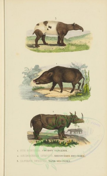 hoofed-00186 - Feral pig, Indian Rhinoceros, Indian Tapir [2984x4914]