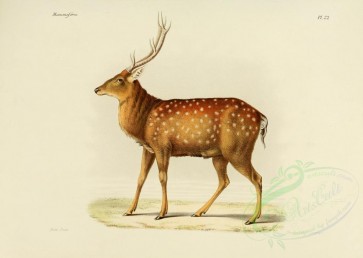 hoofed-00248 - North China sika deer [3486x2479]