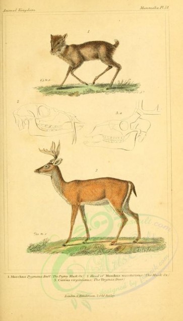 hoofed-00274 - Pigmy Musk Ox, Virginian Deer [1826x3199]