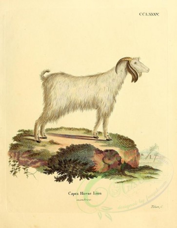 hoofed-00311 - Domestic Goat, 3 [2373x3051]