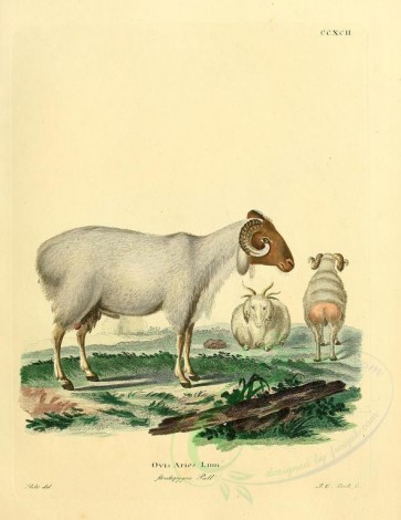 hoofed-00321 - Domestic Sheep, 6 [2357x3051]