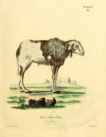 hoofed-00324 - Domestic Sheep, 9 [2357x3051]