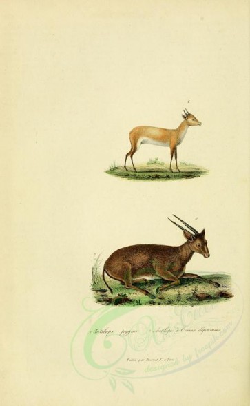 hoofed-00412 - Antelopes, 2 [2316x3751]