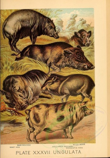 hoofed_best-00038 - Babyroussa, Wart Hog, Wild Boar, Collared Peccary, Domestic Hog [2325x3327]