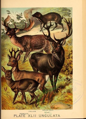 hoofed_best-00043 - Fallow Deer, Roebuck, Mouse Deer, Stag [2400x3318]