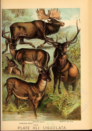 hoofed_best-00047 - Moose Deer, Virginia Deer, Axis, Wapiti or Elk [2350x3335]