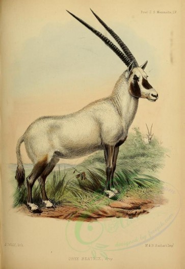 hoofed_best-00057 - Arabian oryx [2365x3436]