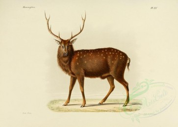 hoofed_best-00086 - North China sika deer, 2 [3486x2479]