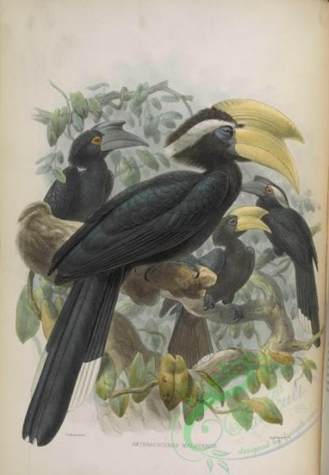 hornbills-00019 - Black Hornbill
