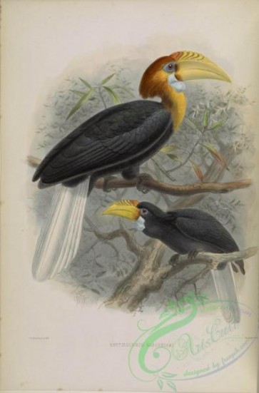 hornbills-00041 - Narcondam Hornbill