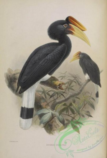 hornbills-00049 - Rhinoceros Hornbill (silvestris)