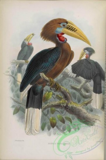 hornbills-00054 - Rufous-necked Hornbill
