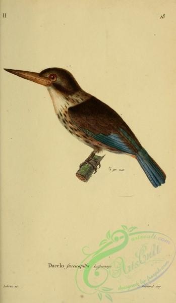 kingfishers-00014 - dacelo fuscicapilla