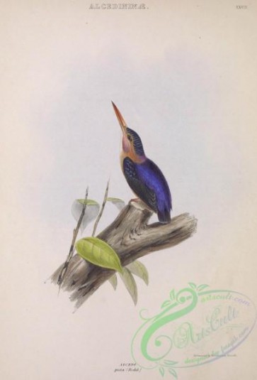 kingfishers-00021 - African Pygmy Kingfisher