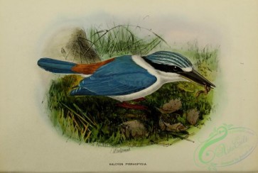 kingfishers-00119 - Red-backed Kingfisher