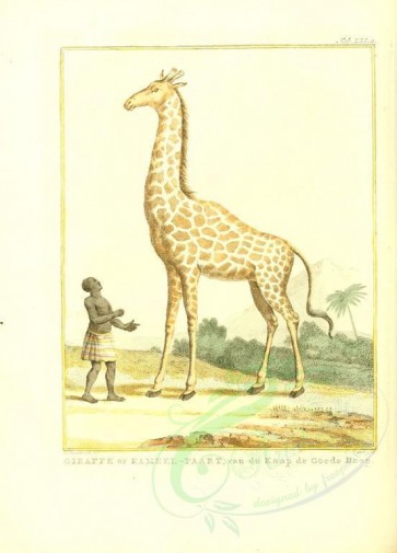 mammals-01630 - Giraffe [2173x3021]