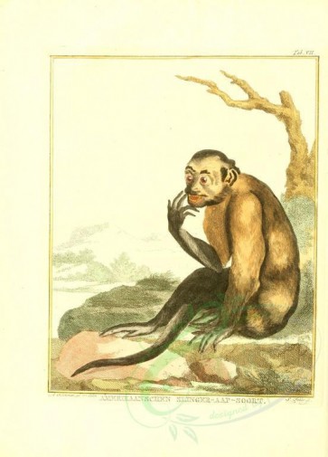 mammals-01637 - Spider monkey [2173x3021]