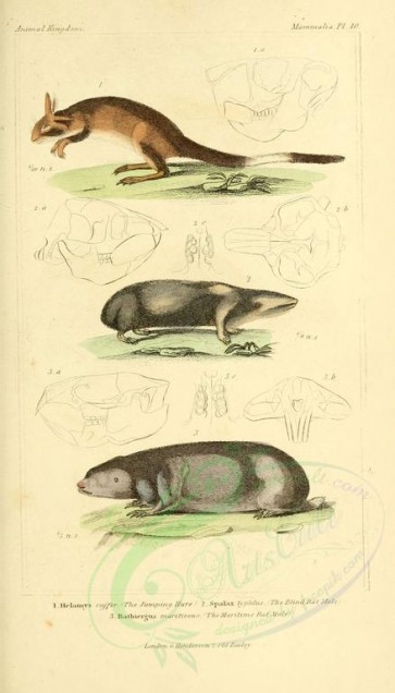 mammals-01684 - Jumping Hare, Blind Rat Mole, Maritime Rat Mole [1826x3199]