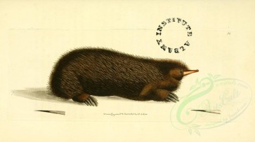 mammals-01726 - Porcupine echidna [3246x1817]