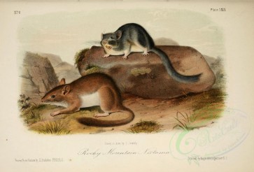 mammals-02203 - Rocky Mountain Neotoma [2859x1935]
