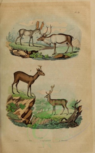 mammals-02352 - Reindeer, Moose, Common deers [1989x3198]