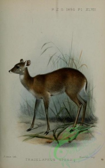 mammals-06617 - Sitatunga or Uganda Sitatunga or Lake Victoria Sitatunga or Nakong, tragelaphus spekii