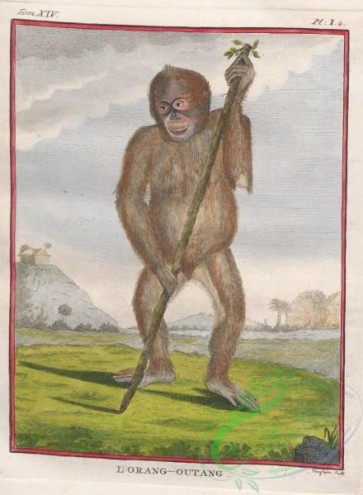 mammals-08074 - 002-Apes