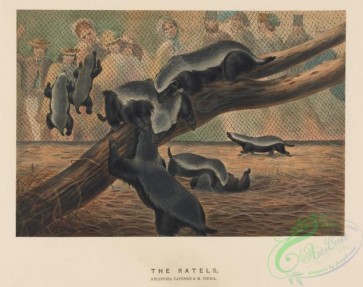 mammals-08343 - Ratels, mellivora capensis, mellivora indica