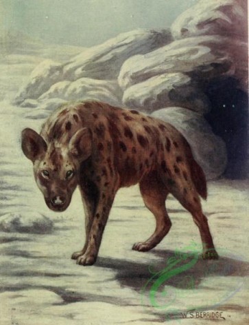 mammals_full_color-00238 - SPOTTED HYAENA