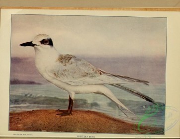 marine_birds-00204 - Forster's Tern