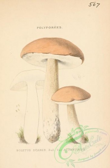 mushrooms-06410 - boletus scaber aurantiacus
