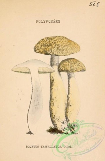 mushrooms-06412 - boletus tessellatus