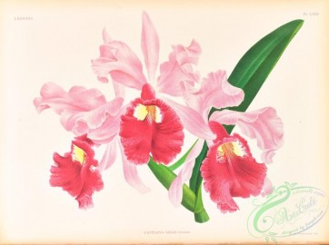 orchids-06422 - cattleya gigas